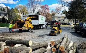 How Our Tree Care Process Works  in  Montgomery, TX