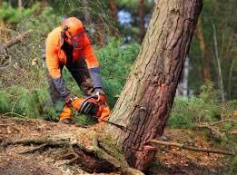 Best Leaf Removal  in Montgomery, TX