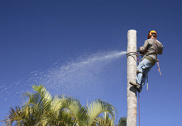 Professional Tree Care in Montgomery, TX