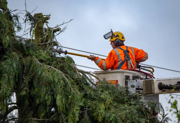 Best Tree Risk Assessment  in Montgomery, TX