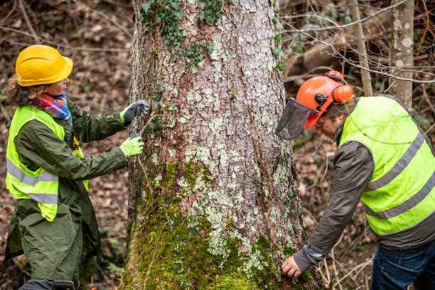 Best Tree and Shrub Care  in Montgomery, TX