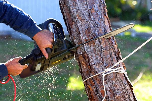 Best Tree Removal  in Montgomery, TX