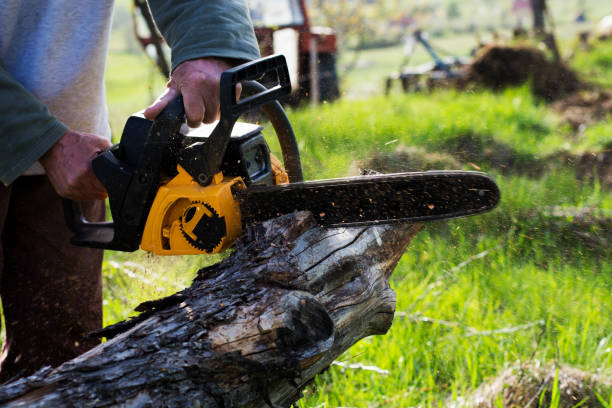 Best Tree Trimming and Pruning  in Montgomery, TX